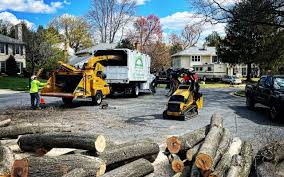 Tree and Shrub Care in Eupora, MS